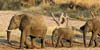 Guide to Safari Costs
